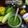 Cooksnap dari Siska Dian Fitriana (Siska Dian - Siska Cake) untuk resep Green Smoothies (Apel, Timun, Pokcoy, Jeruk Nipis)