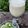 Beena Radia's cooksnap of when they made કીવી મિલ્કશેક (Kiwi Milkshake Recipe In Gujarati).