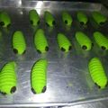 Cooksnap dari Alya Valent untuk resep Kuker catterpillar🐛🌿
