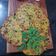 Hemaxi Patel's cooksnap of when they made સરગવાપાન નાં થેપલા (Saragva Pan Thepla Recipe In Gujarati).
