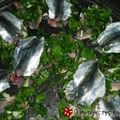 Cooksnap από ninasimone στη συνταγή Σαρδέλες…. παντρεμένες