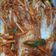 Cooksnap dari Idha Midayanthi untuk resep Kimchi otentik korea