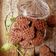 Cooksnap dari Indrawati Mustika untuk resep Cookies oat meal