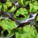 Cooksnap dari Icha bae untuk resep Bolkus Mekar Pandan (No Mixer-anti gagal)
