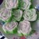 Cooksnap dari Mustikawati untuk resep Putu Ayu Irit Anti Gagal