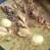 Cooksnap dari Agata Nurul K U untuk resep Opor Ayam kampung Spesial