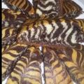 صورة من ام زياد و جواد ، شاركها بعد تجربة وصفة كيكه التايجر