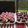 El cooksnap de Diana Ponce cuando hizo Cupcakes de vainilla.