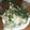 Cooksnap dari Tri Mantikailham untuk resep Peye daun bayam