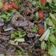 Cooksnap dari Nina untuk resep Thai Beef Salad / salad Daging Sapi #KitaBerbagi