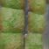 Cooksnap dari Siti Kumairo untuk resep Bolu pandan