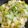 彤彤媽 的 清燒瓠瓜 cooksnap