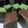 Cooksnap dari Lydia Rompas untuk resep Kue Lapis Susu