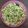 Urmi Desai's cooksnap of when they made જુવાર ની વઘારેલી ધાણી (હોળી સ્પેશિયલ).