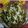 Manashi Saha's cooksnap of when they made পালক গোবি (palak gobi recipe in Bengali).