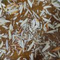 Pinky jain का कुकस्नैप जब उन्होंने सुखडी(sukhdi recipe in hindi) बनाया था।