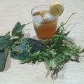 El cooksnap de Lady Marmalade cuando hizo Infusión fría de tila y María Luisa, con limón, jengibre y miel.