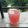 Aruna Thapar's cooksnap of when they made Watermelon mocktail.