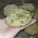 El cooksnap de Maria cuando hizo Cookies tres chocolates 🍪.