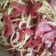 Cooksnap dari Yessi Pratiwi untuk resep Spaghetti Aglio Olio Smoke Beef