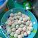 Cooksnap dari Nisae Kudu Sae untuk resep Candy milk ball "energen"