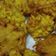 Cooksnap dari Ferda Nia untuk resep Dadar jagung simpel