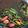 รูป Cooksnap ของ Pithukchai Jantasid เมื่อเขาทำ ดอกไม้กวาดผัดตับ