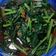 林清源 的 清炒小油菜 cooksnap