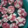 Cooksnap dari Yeni Istiqomah untuk resep Bolu kukus mekar