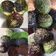 Cooksnap dari intan_apip untuk resep Burger bun