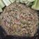 Cooksnap dari Intani Quarta untuk resep Sambal Ganja Khas Aceh