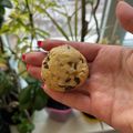 Сooksnap від Марина Данилова, який(а) приготував(ла) Кукурудзяно-горіхове печиво з шоколадними краплями🍪.
