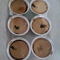 Cooksnap dari Nolis Siti untuk resep Puding Sarikaya
