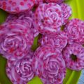 Cooksnap dari Rizqia_Putri untuk resep Cantik Manis plus Tips Memasak Sagu Mutiara