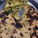 Sadiya का कुकस्नैप जब उन्होंने मूली भुजी का पराठा (mooli Bhuji ka Paratha recipe in Hindi) बनाया था।