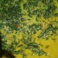 Cooksnap dari susantyy susantynani untuk resep Gulai daun singkong + tips supaya daun tetap hijau & empuk
