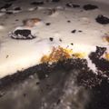 El cooksnap de Analia Delgado cuando hizo Postre Oreo.