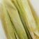 Cooksnap dari Ghaniya Alima Sw untuk resep Lepet jagung