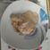 El cooksnap de Kalara J. Scott cuando hizo Salsa de champiñones.