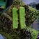 Cooksnap dari Sari cake&cookies untuk resep Bolu Pandan