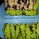 Cooksnap dari Selvi Gustiayuningtias untuk resep PUKIS ORIGINAL PANDAN (tanpa topping),lembut anti seret