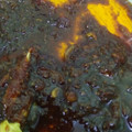 Cooksnap dari Murli Nuraini untuk resep Bumbu Oles Ikan Bakar (Bumbu Bakar Serbaguna, bisa untuk lauk apa saja)