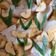 Cooksnap dari Ardina Rahmitasari untuk resep Carang Gesing Pisang Tanduk
