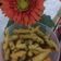 Cooksnap dari fifi urfi untuk resep Stick kentang keju