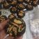Cooksnap dari Zaenab Ahmad untuk resep Copycat Black**nd Cookies