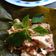 Cooksnap dari Mia Ariskha untuk resep 252) Pepes Tahu Jamur Tiram