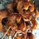 Cooksnap dari CeciL untuk resep Udang bakar saos madu