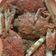 Cooksnap dari Inneke_Mamina untuk resep Kepiting saus tiram
