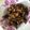 Cooksnap dari isma untuk resep Daging Sapi Goreng (Sate Goreng)