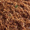 Cooksnap dari Tari untuk resep Kering kentang pedas manis